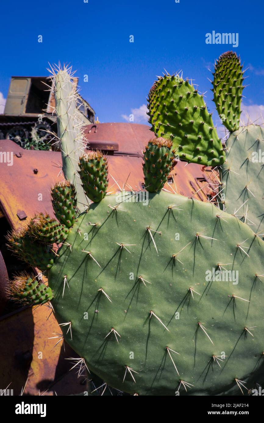Green Cactuses on the Tank Graveyard in Asmara, Eritrea Stock Photo Alamy