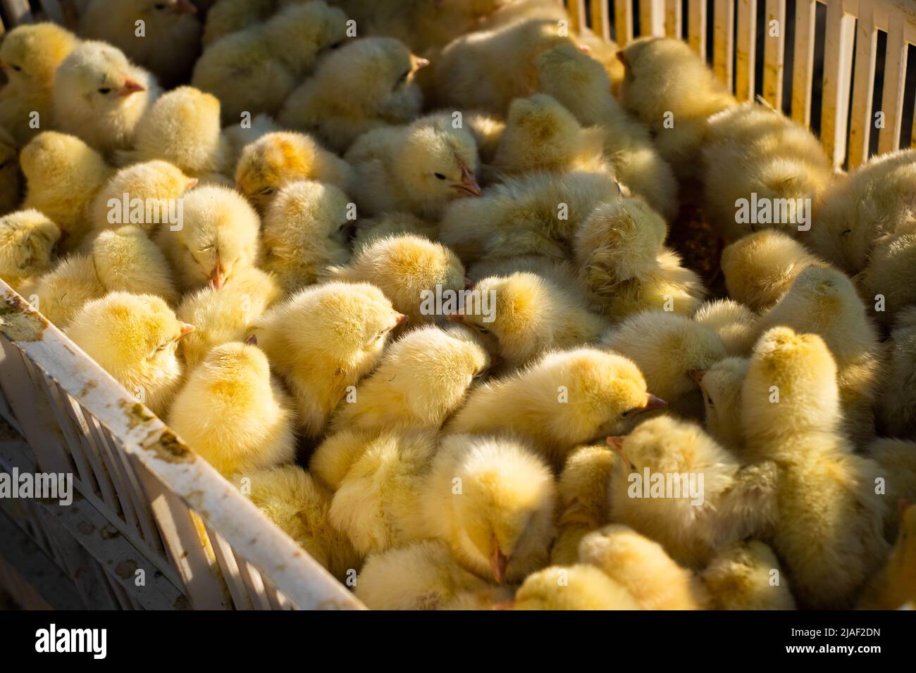 Chicks for sale on animal market Stock Photo