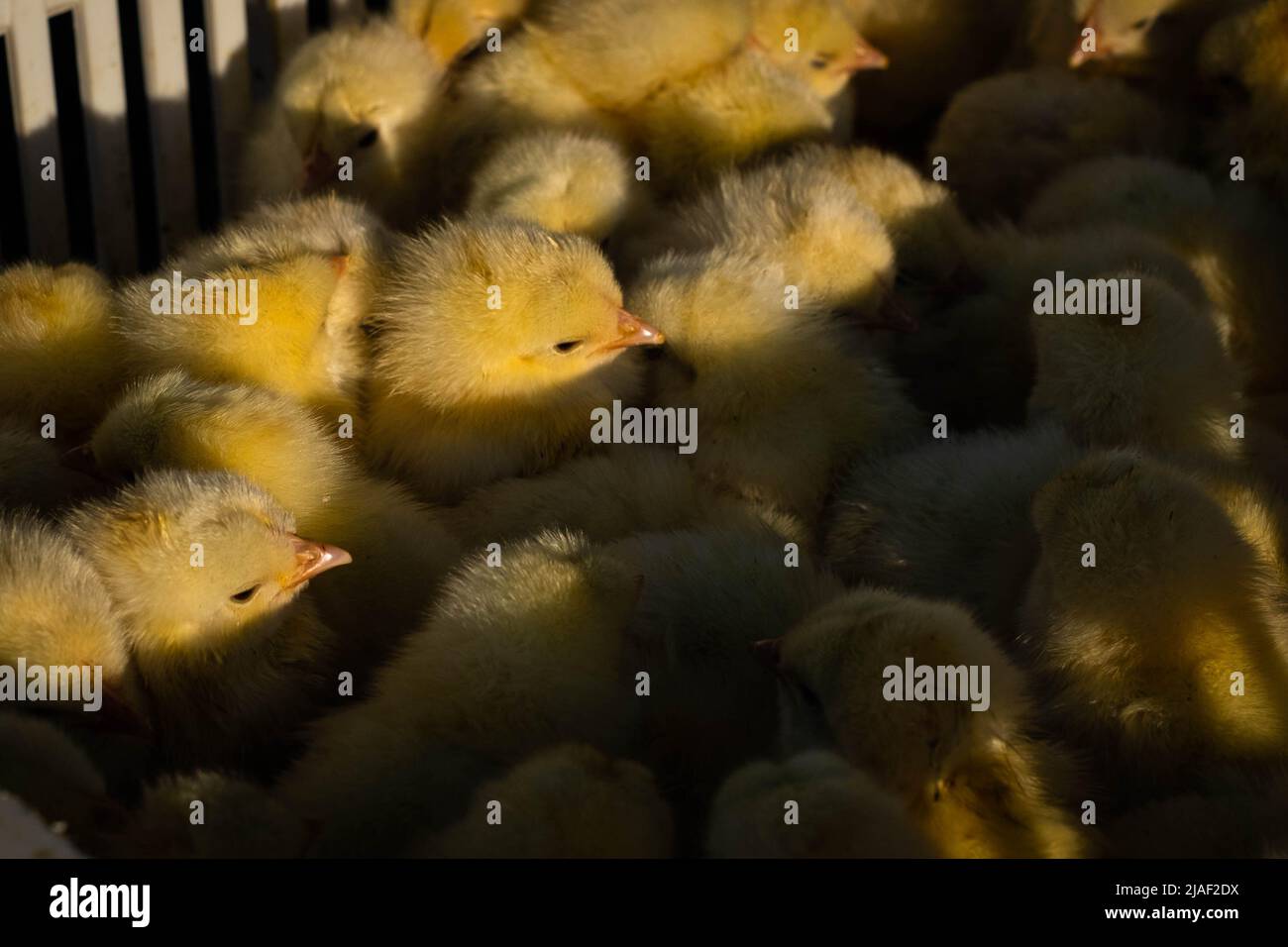 Chicken or chicks closeup on market Stock Photo