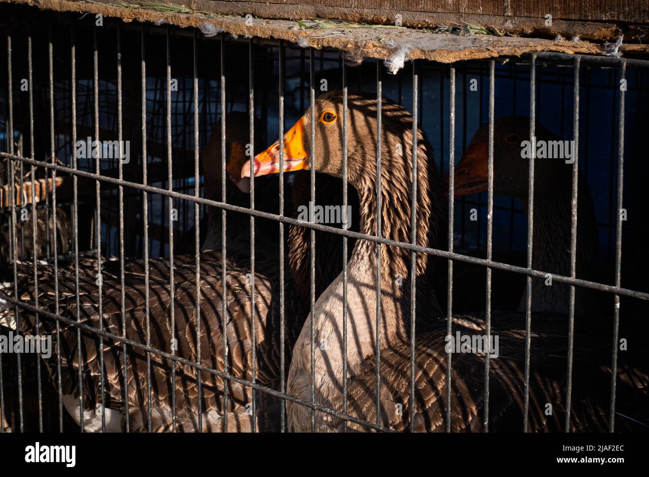Duck in cage for sale on market Stock Photo