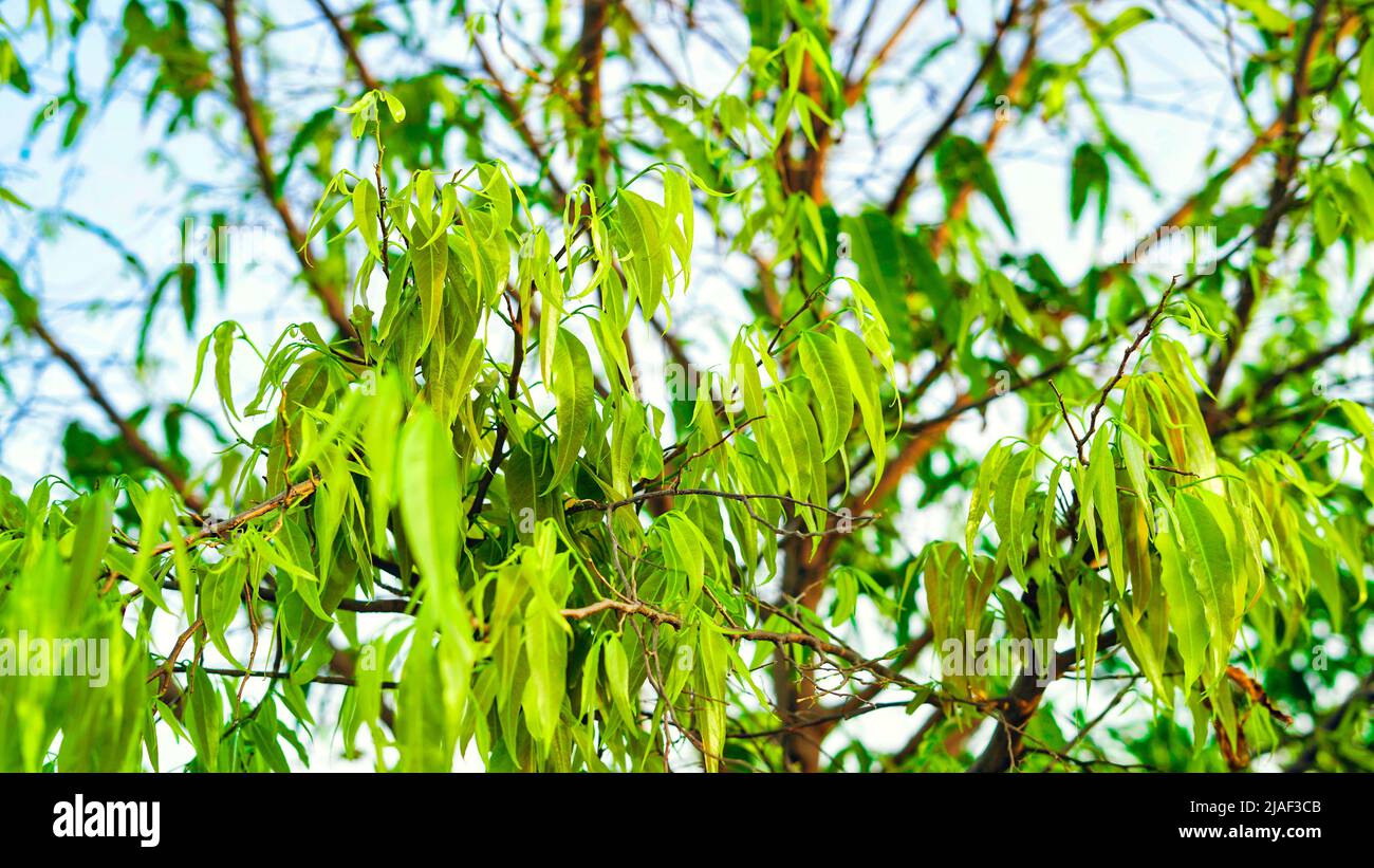 Fresh and newly growing leaves on polyalthia longifolia or Ashoka tree, Native to india is a lofty evergreen tree. Stock Photo
