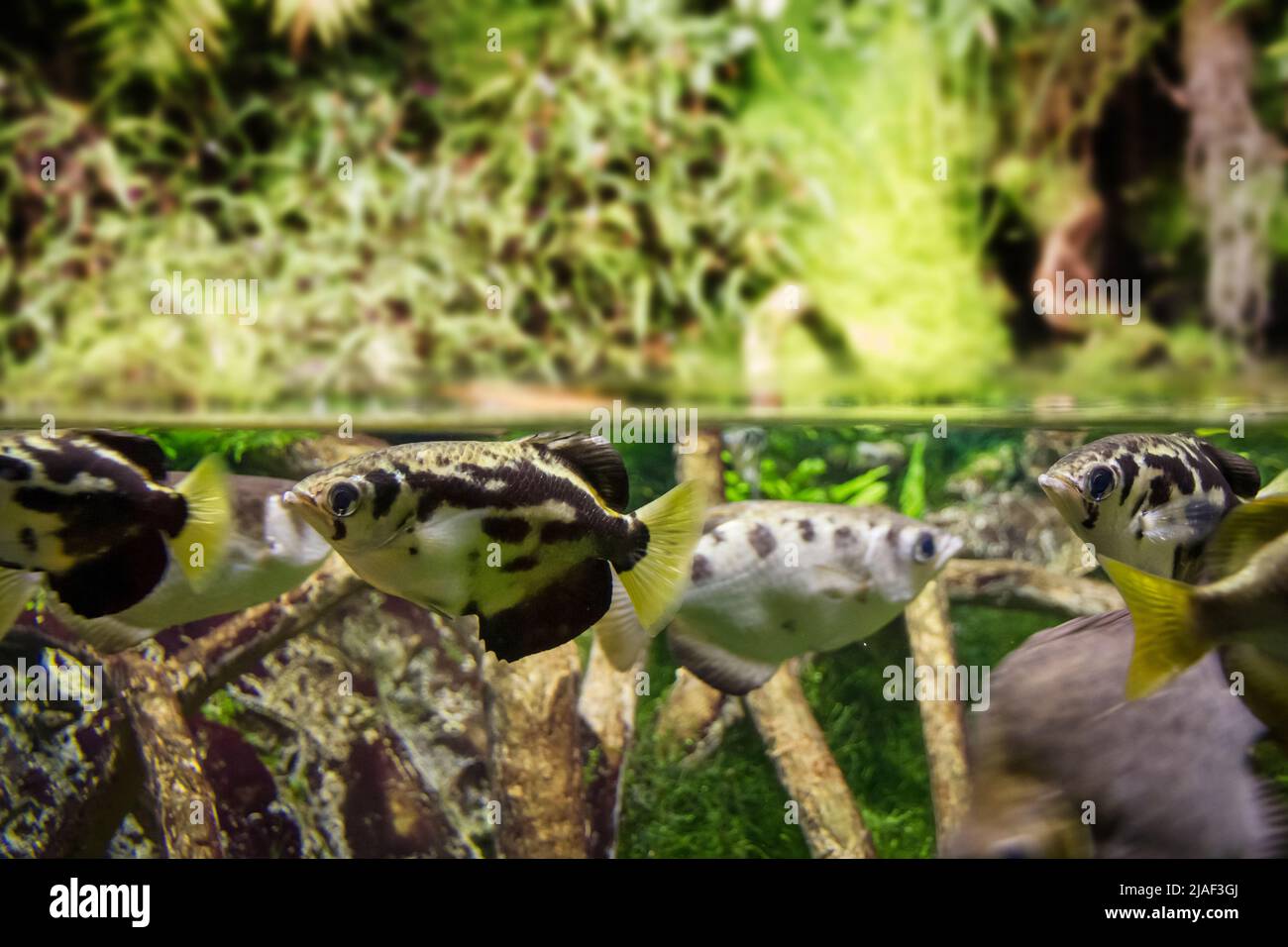 Banded archerfish close-up view in mangrove water Stock Photo