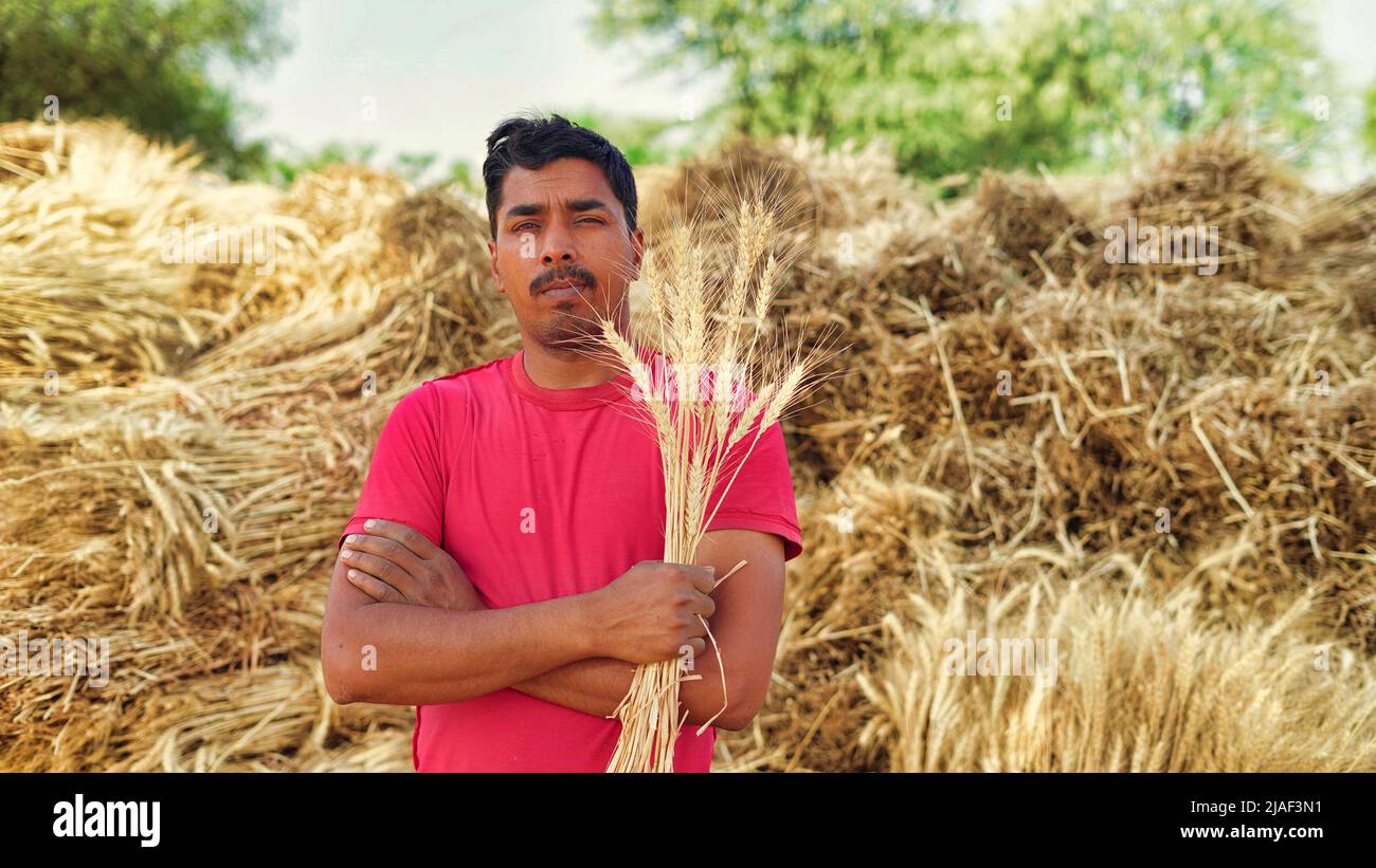 Confident Indian farmer holding harvest crop plant in his Wheat field. Countryside capture Stock Photo