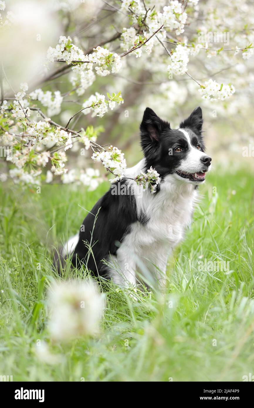 Dreamy Portrait of Border Collie Sitting in the Grass under the White Flowering Tree. Happy Black and White Dog during Spring Day. Stock Photo