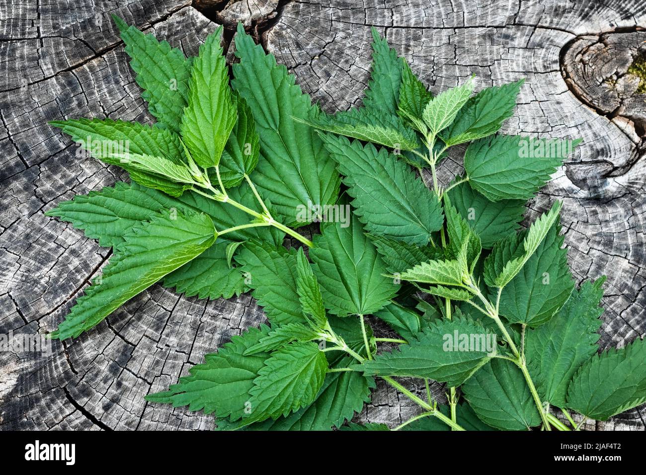 Bunch of fresh stinging nettle leaves on wooden table, top view. Freshly harvested plant. Spring season, medicinal herbs Stock Photo