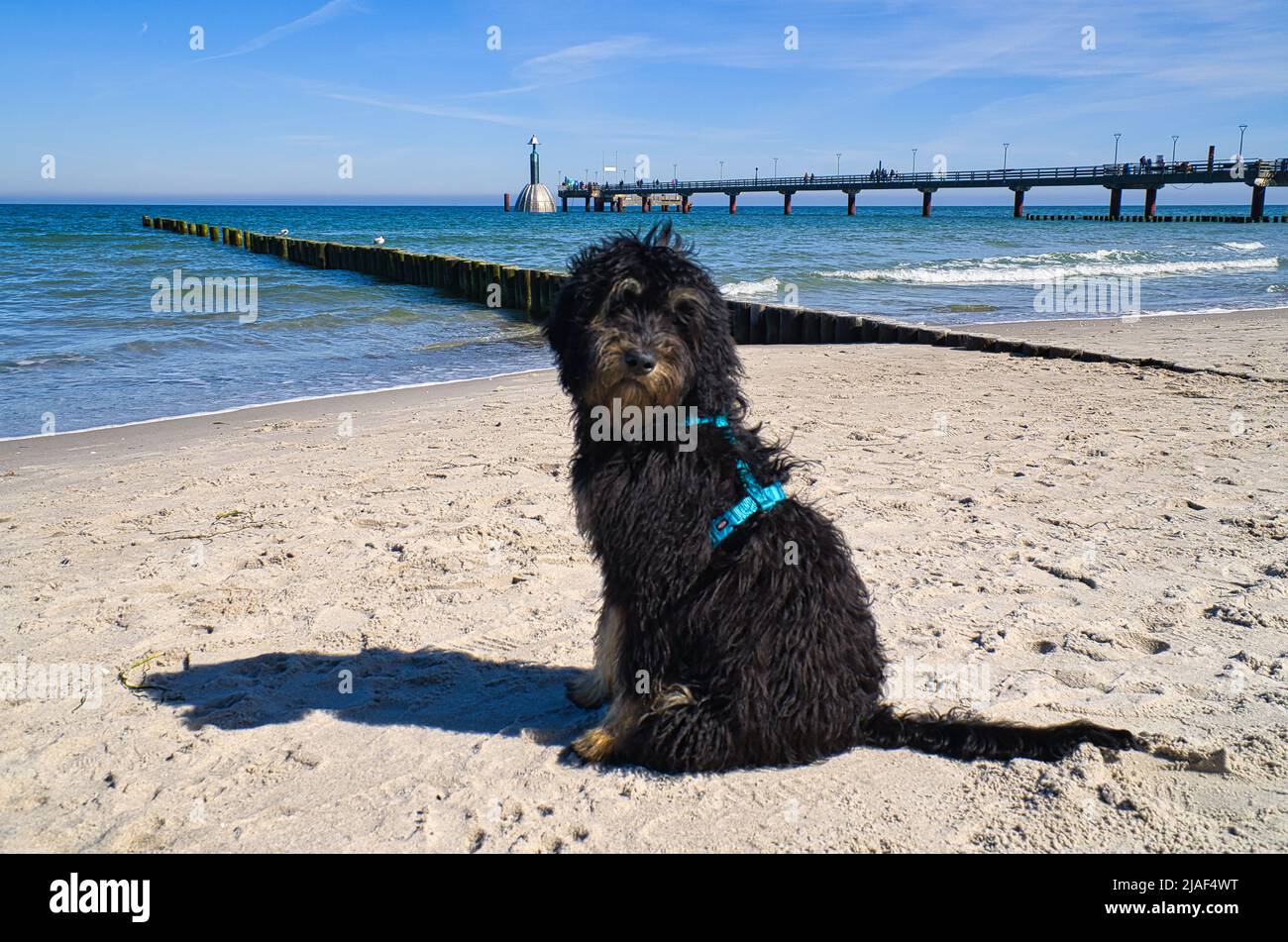golden doodle sitting on the Baltic Sea in front of the pier overlooking the sea. Golden doodle in black and tan. Animal photo in nature Stock Photo