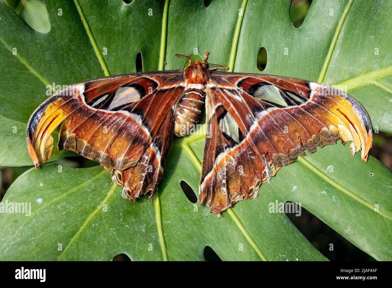 Atlas Moth at the Butterfly Gardens, Middleton Farm, Ditchling Common, East Sussex, UK.19th May 2022. DavidSmith/Alamy Stock Photo