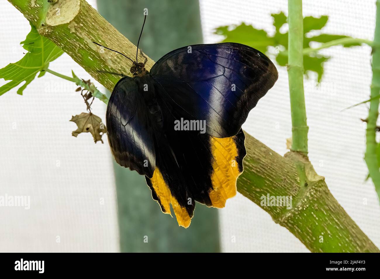 Banded Owl Butterfly or Owl Butterfly at the Butterfly Gardens