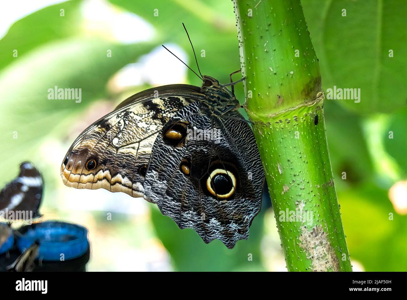 Banded Owl Butterfly or Owl Butterfly at the Butterfly Gardens