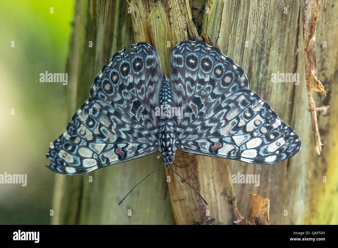 BlackPatched Cracker Butterfly at the Butterfly Gardens, Middleton