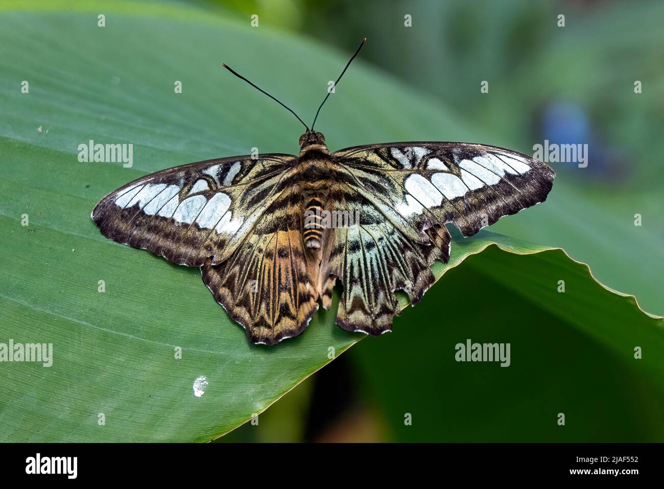 Blue Clipper Butterfly aka The Clipper Butterfly at the Butterfly