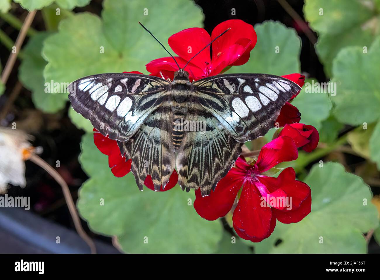 Blue Clipper Butterfly aka The Clipper Butterfly at the Butterfly