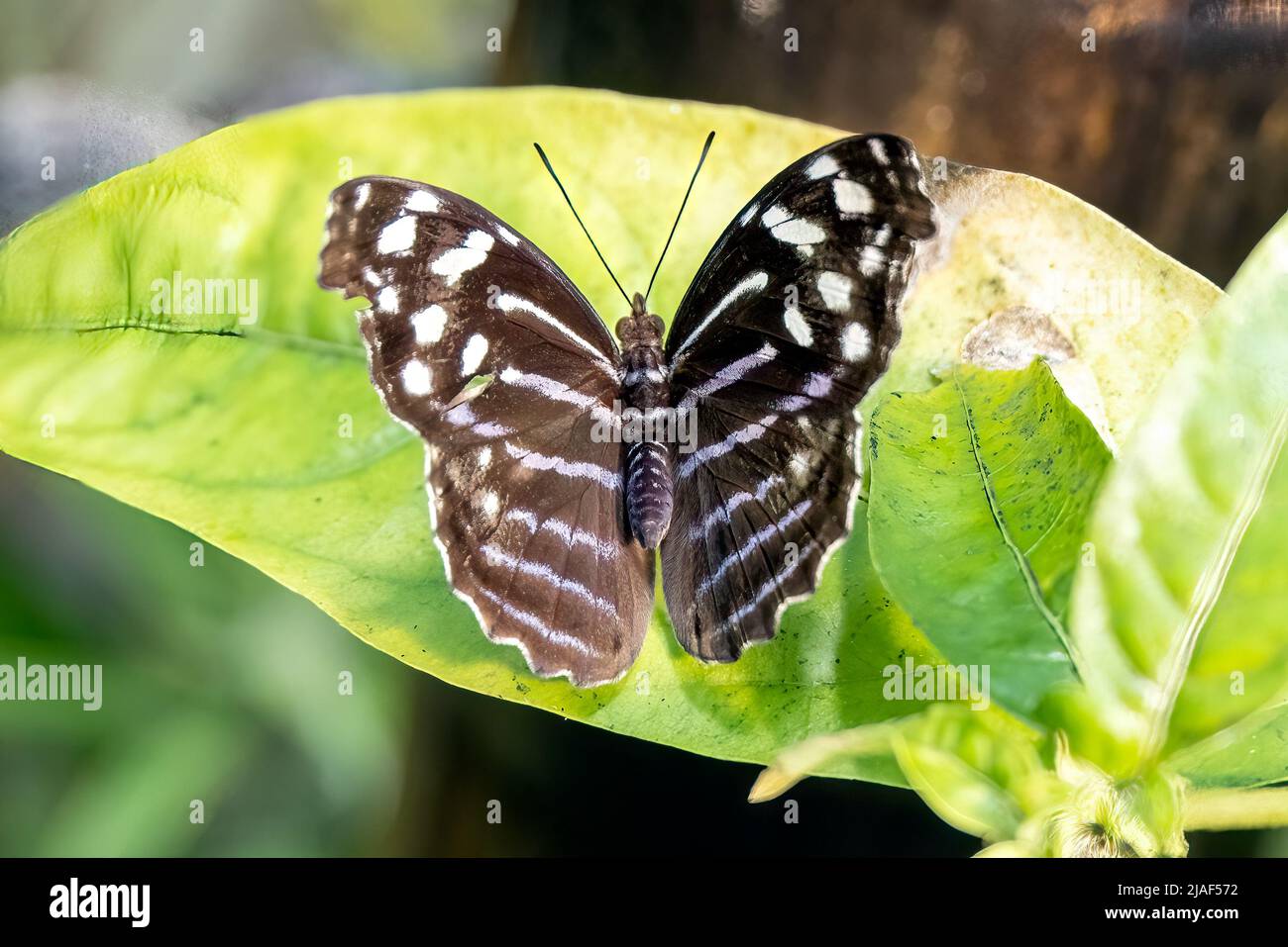 Blue Clipper Butterfly aka The Clipper Butterfly at the Butterfly