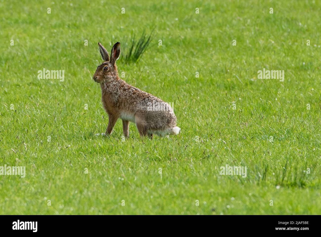 A brown hare, Cow Ark, Clitheroe, Lancashire, UK Stock Photo