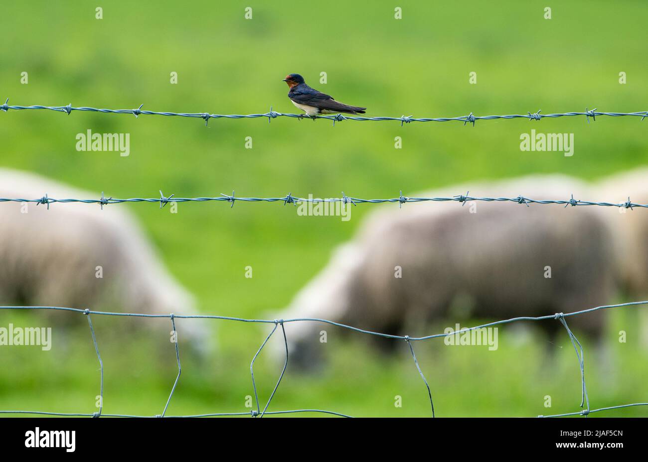 A swallow on a barbed wire fence on farmland, Newcastle, Northumberland, UK. Stock Photo