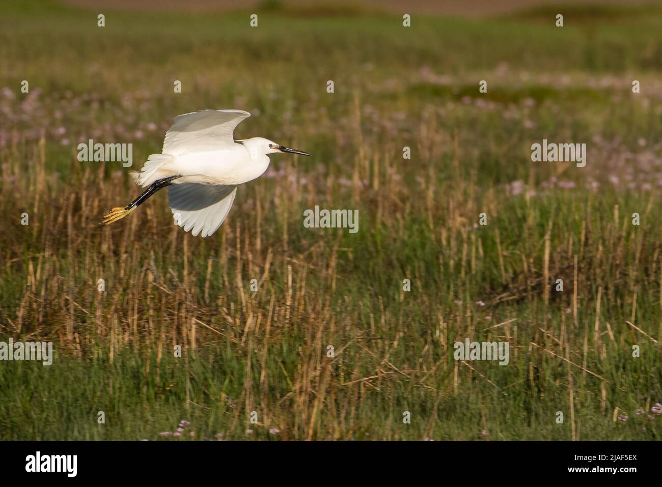 A little egret, Arnside, Milnthorpe, Cumbria, UK Stock Photo