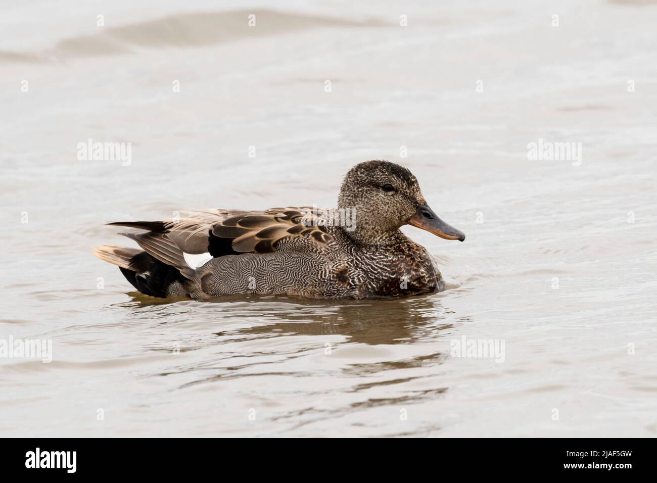 A male gadwall, Anas strepera, swimming on the Freshwater Marsh at Titchwell RSPB reserve. Stock Photo