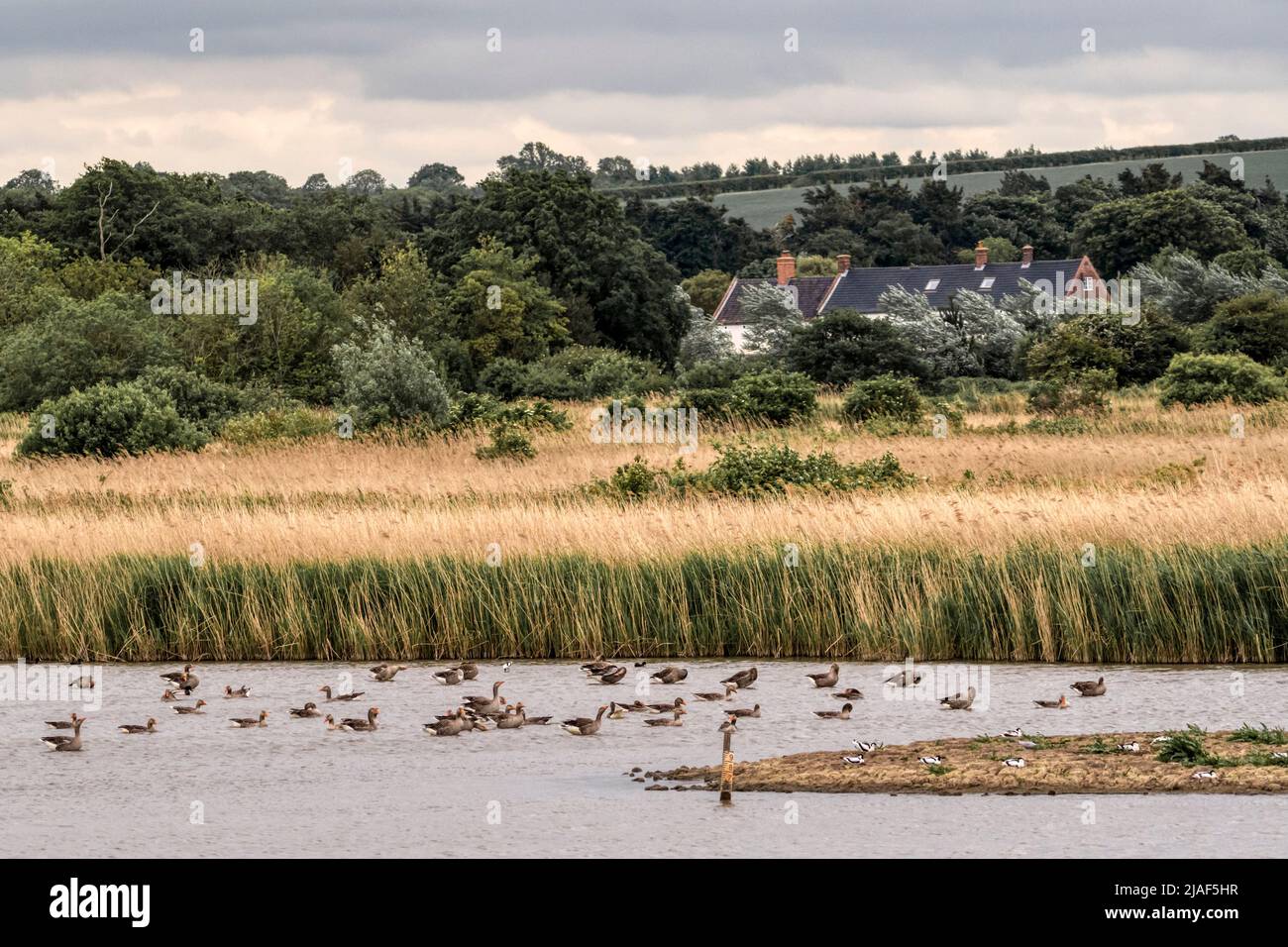 View across the Freshwater Marsh at Titchwell Marsh RSPB bird reserve, towards Titchwell village. Stock Photo