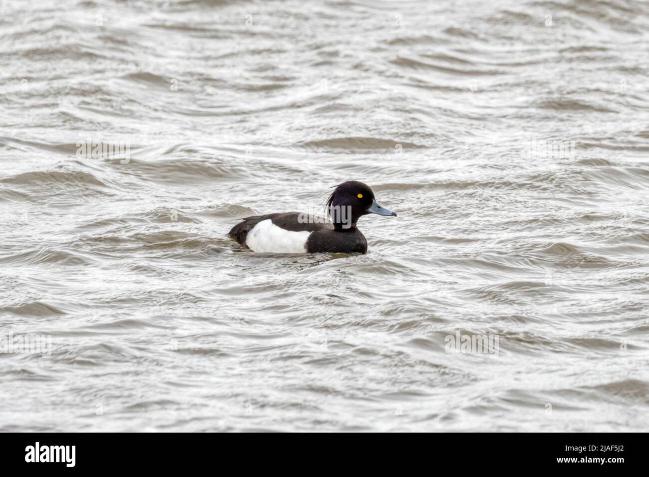 A male tufted duck, Aythya fuligula, swimming on the Freshwater Marsh at Titchwell RSPB reserve. Stock Photo