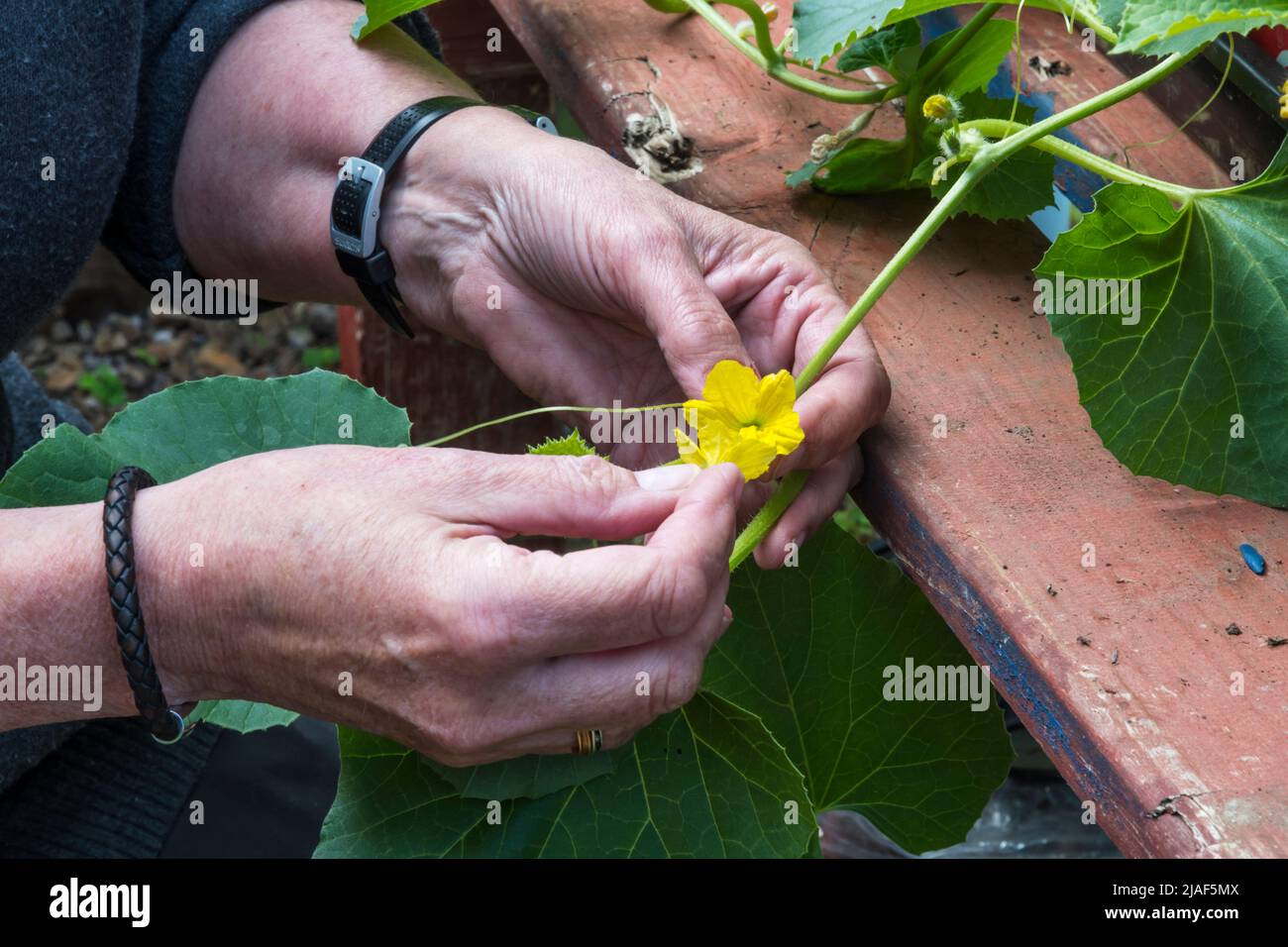 Woman hand fertilising an Emir F1 melon, Cucumis melo, by rubbing male flower onto female flower. Stock Photo