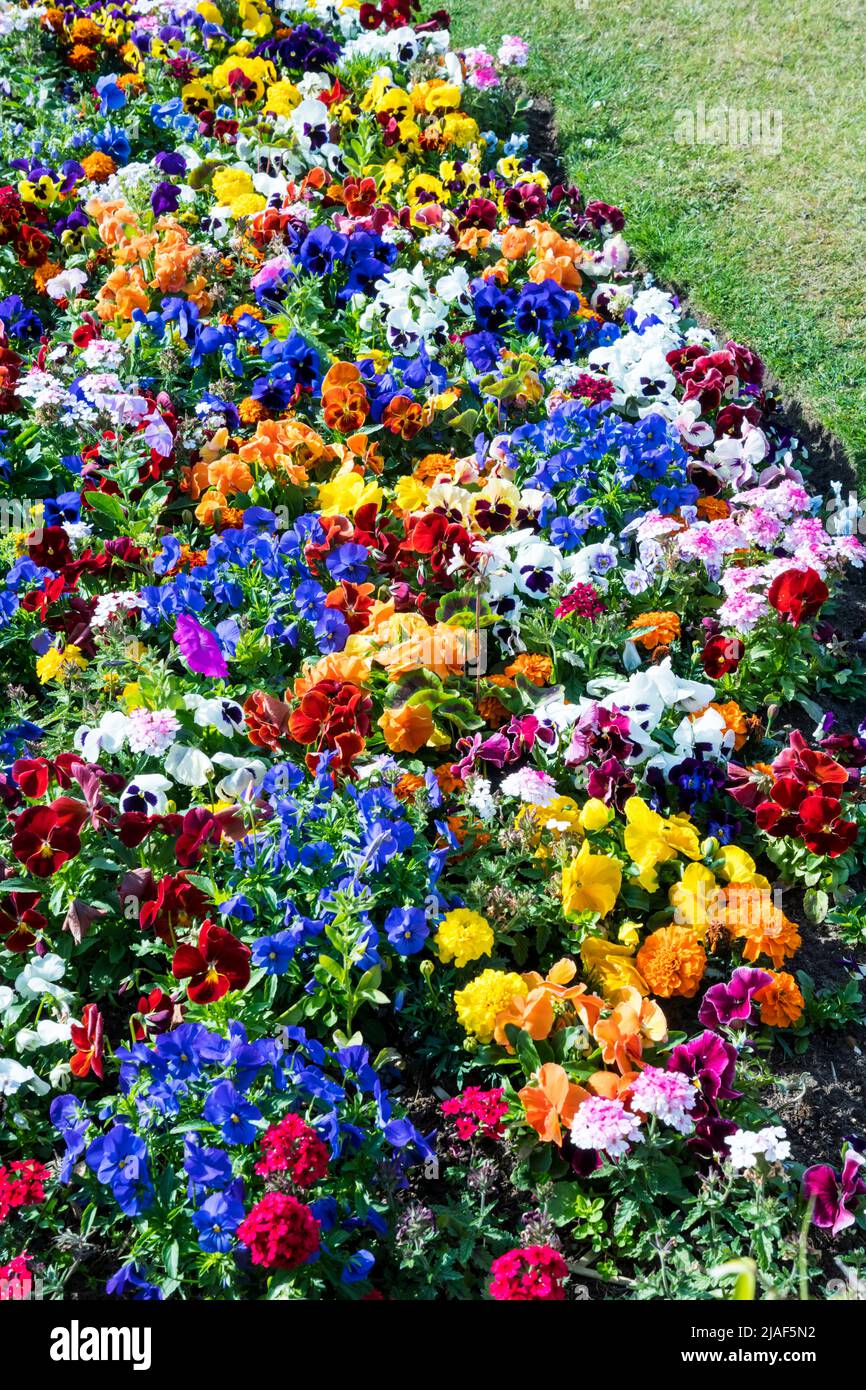 A colourful flower border, consisting mainly of pansies. Stock Photo