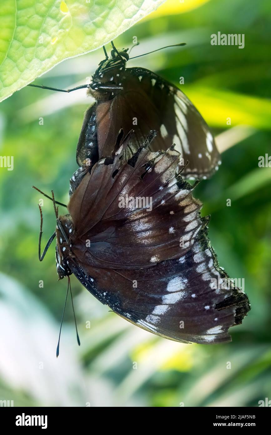 The Great Eggfly aka Common Eggfly and Blue Moon Butterfly at the
