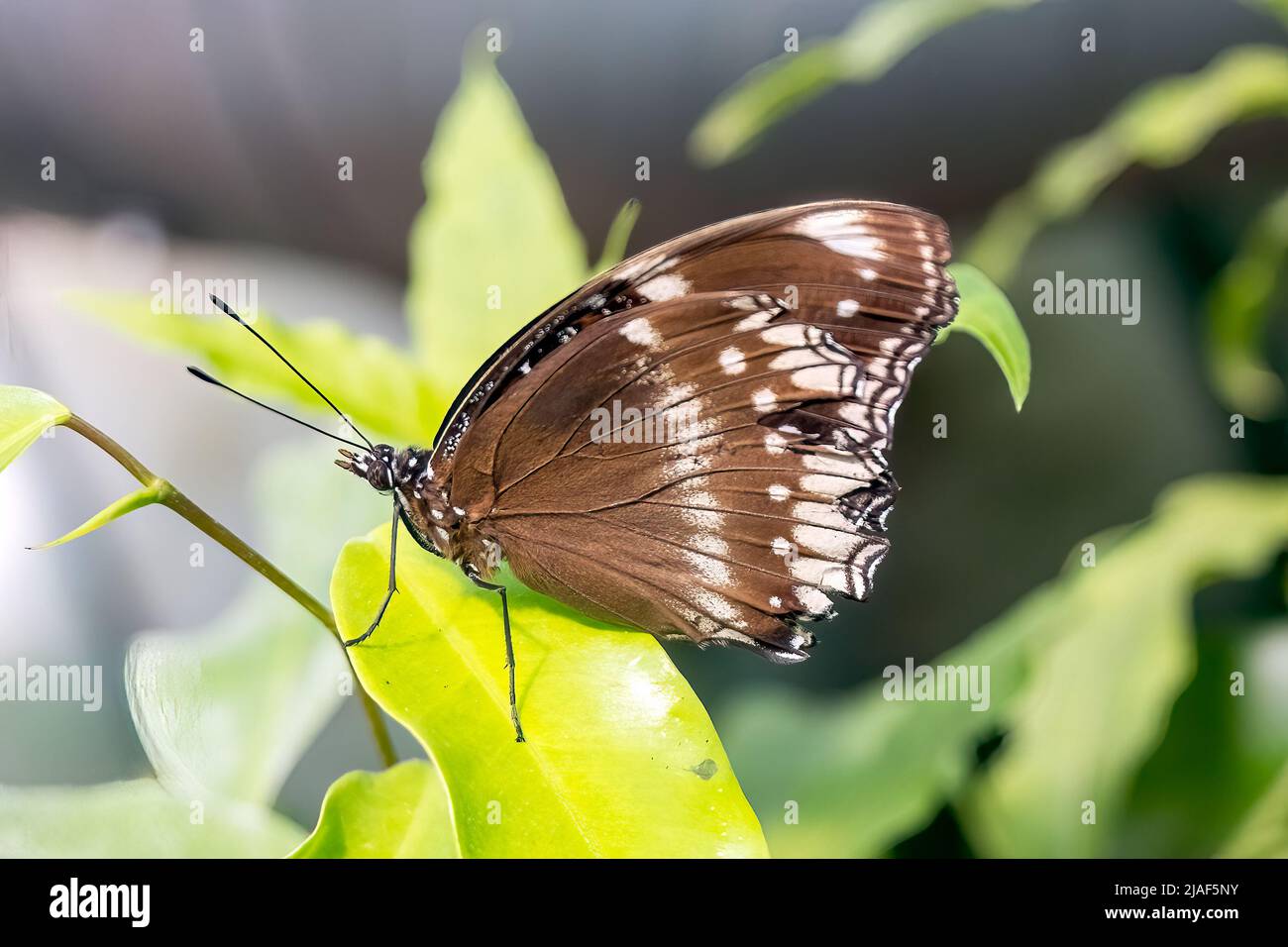 The Great Eggfly aka Common Eggfly and Blue Moon Butterfly at the