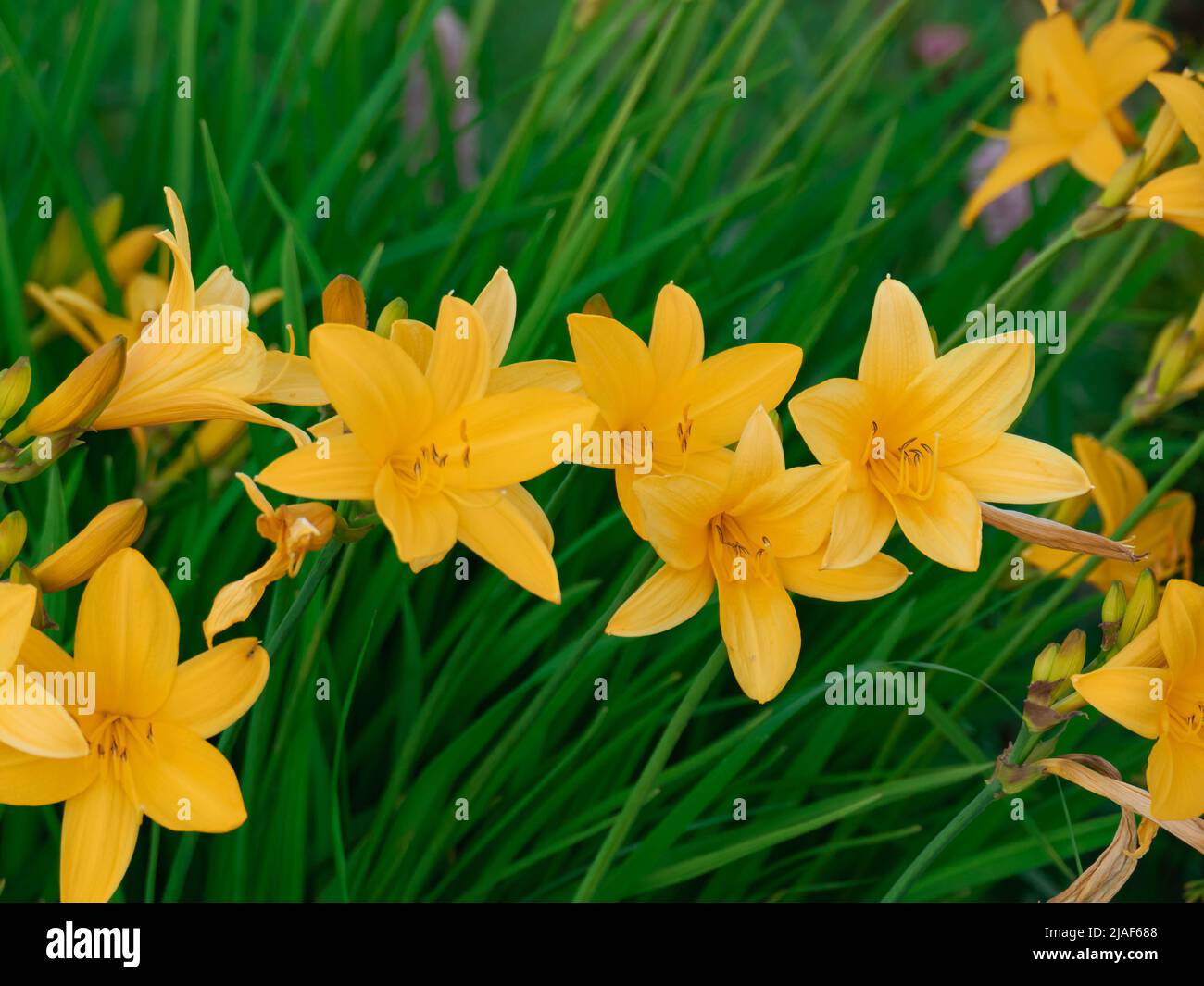 Summer in the garden on a sunny day. Orange flowers of a day lily against a background of greenery lit by sunlight. Stock Photo