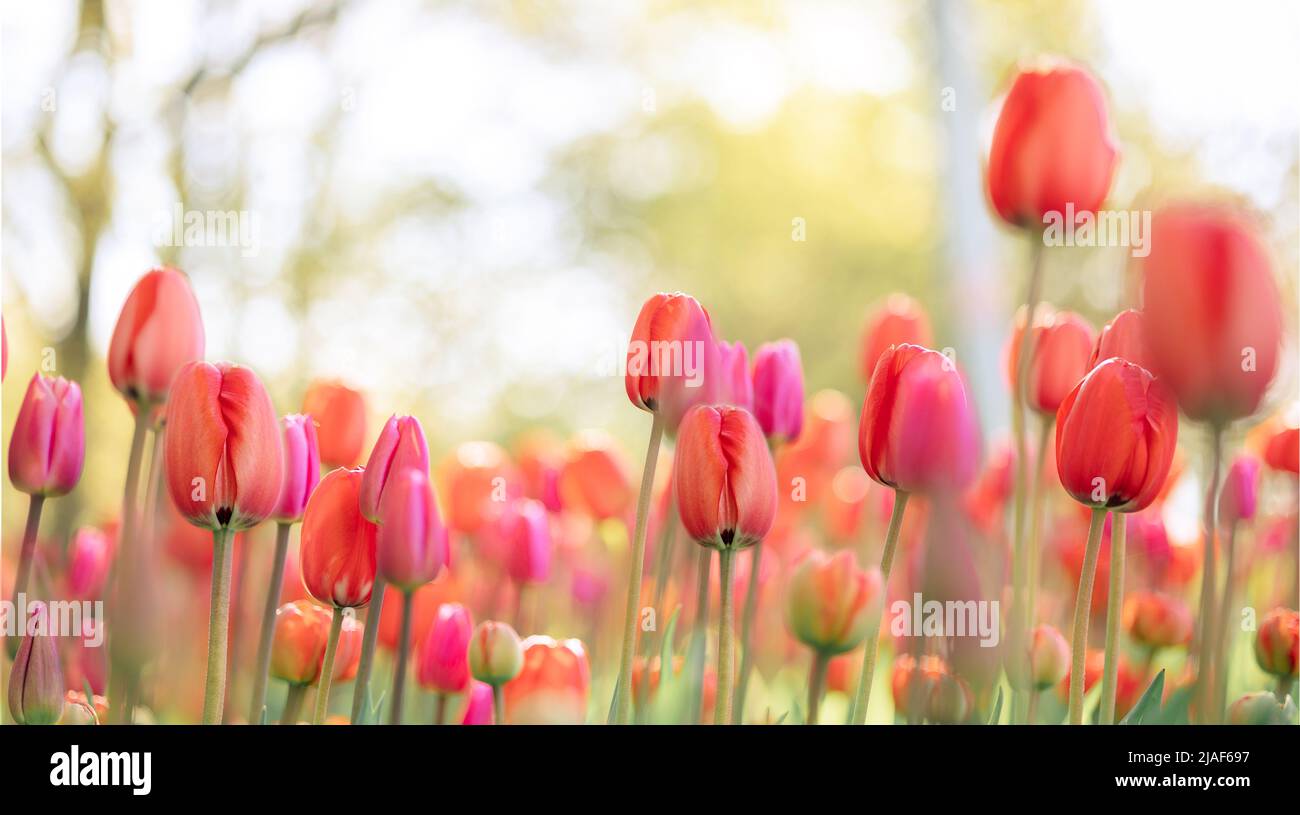 Colorful natural tulip flowers. Panoramic landscape in sunny day. Beautiful nature delicate red flowers field. Blooming spring meadow of light outdoors sun. Selective focus. High quality photo Stock Photo