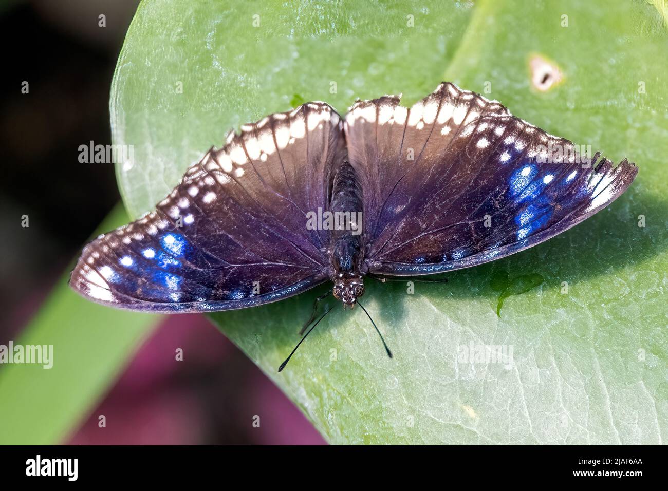 Jacintha Eggfly at The Butterfly Gardens, Middleton Farm, Ditchling