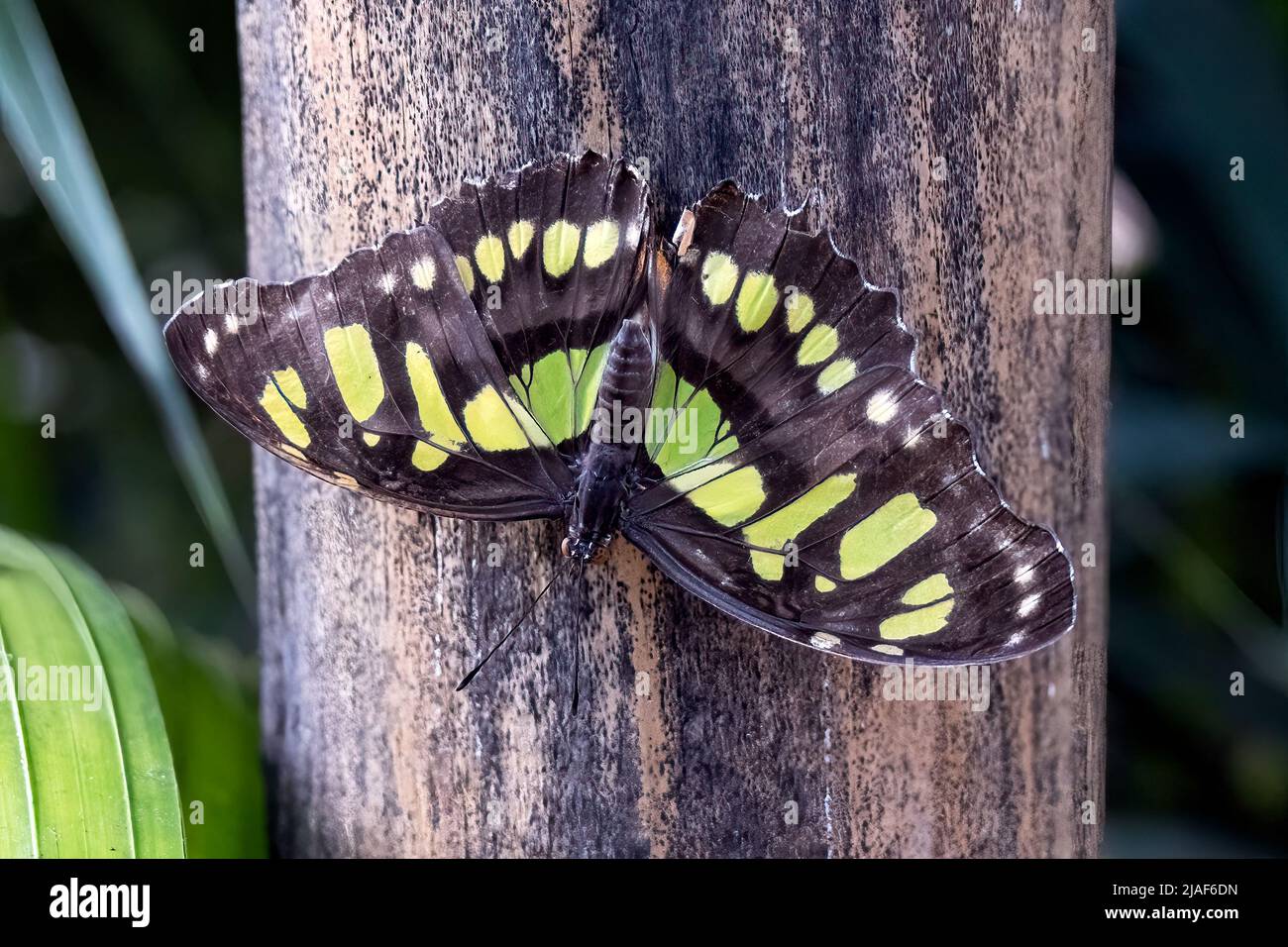 Lime Swallowtail Butterfly at the Butterfly Gardens, Middleton Common
