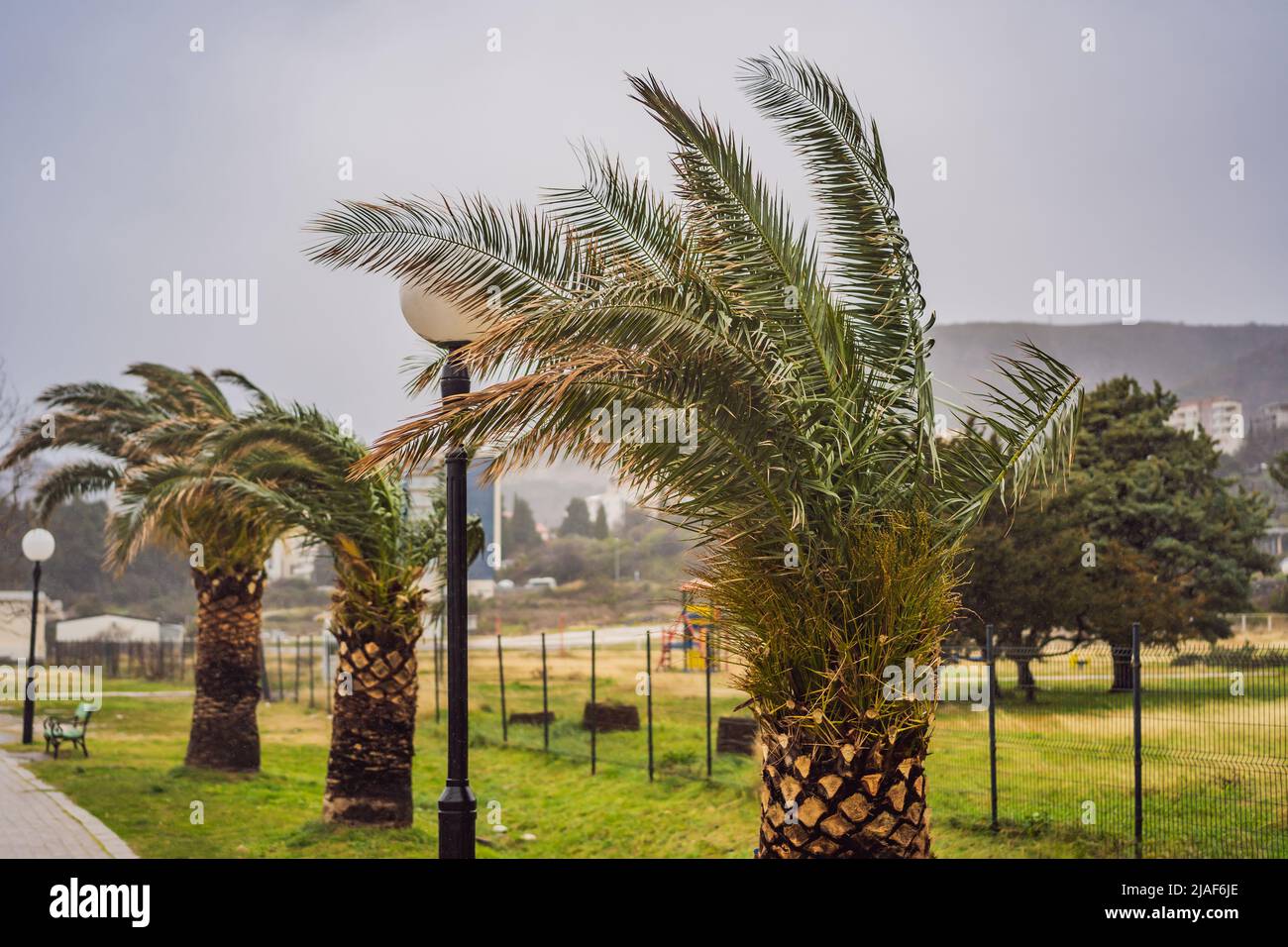 Tropical storm, heavy rain and high winds in tropical climates. Palm trees swaying in the wind from a tropical storm Stock Photo