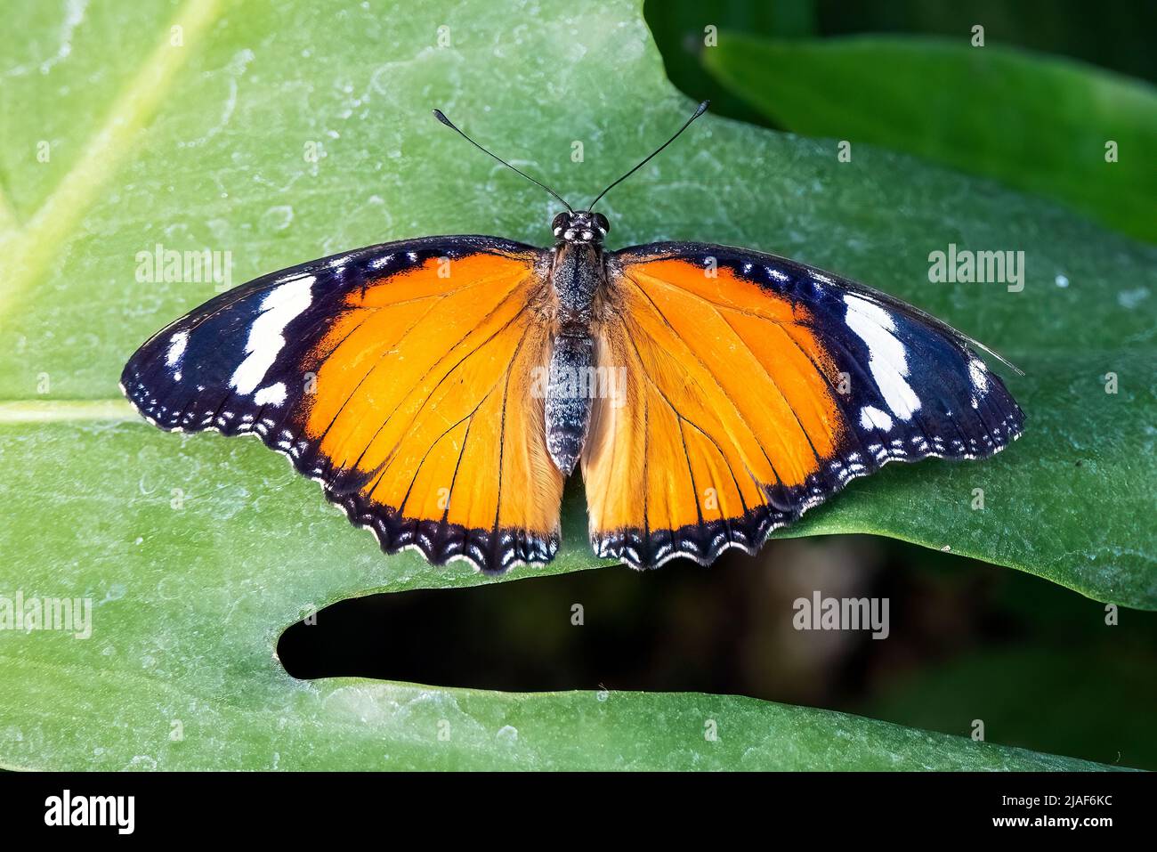 Plain Tiger Butterfly also known as African queen, or African monarch