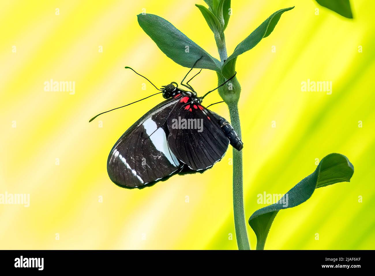 Postman Butterfly, Butterfly Garden, Middleton Common Farm, Ditchling