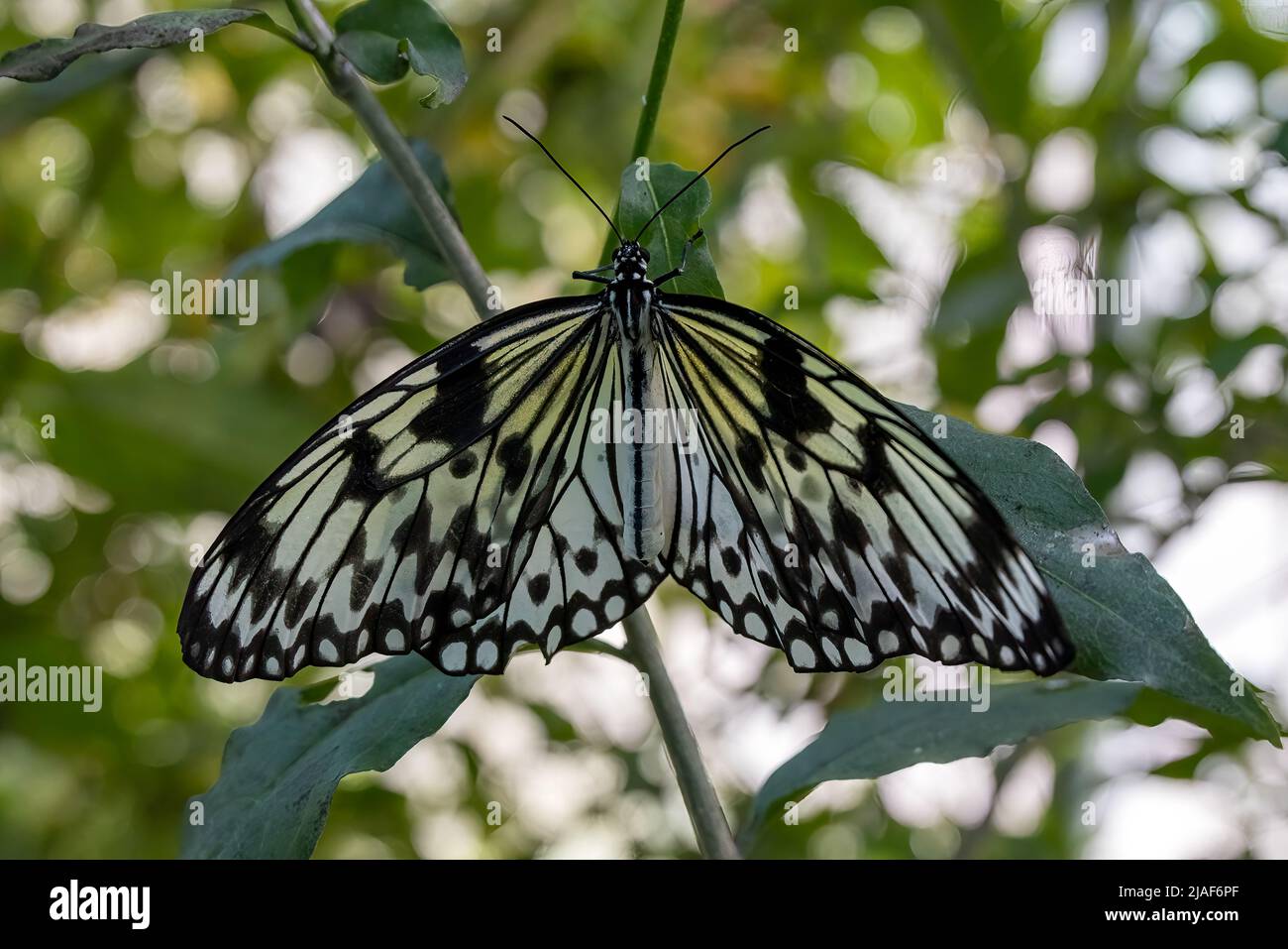 Rice Paper Butterfly also known as Paper Kite Butterfly & White Nymph