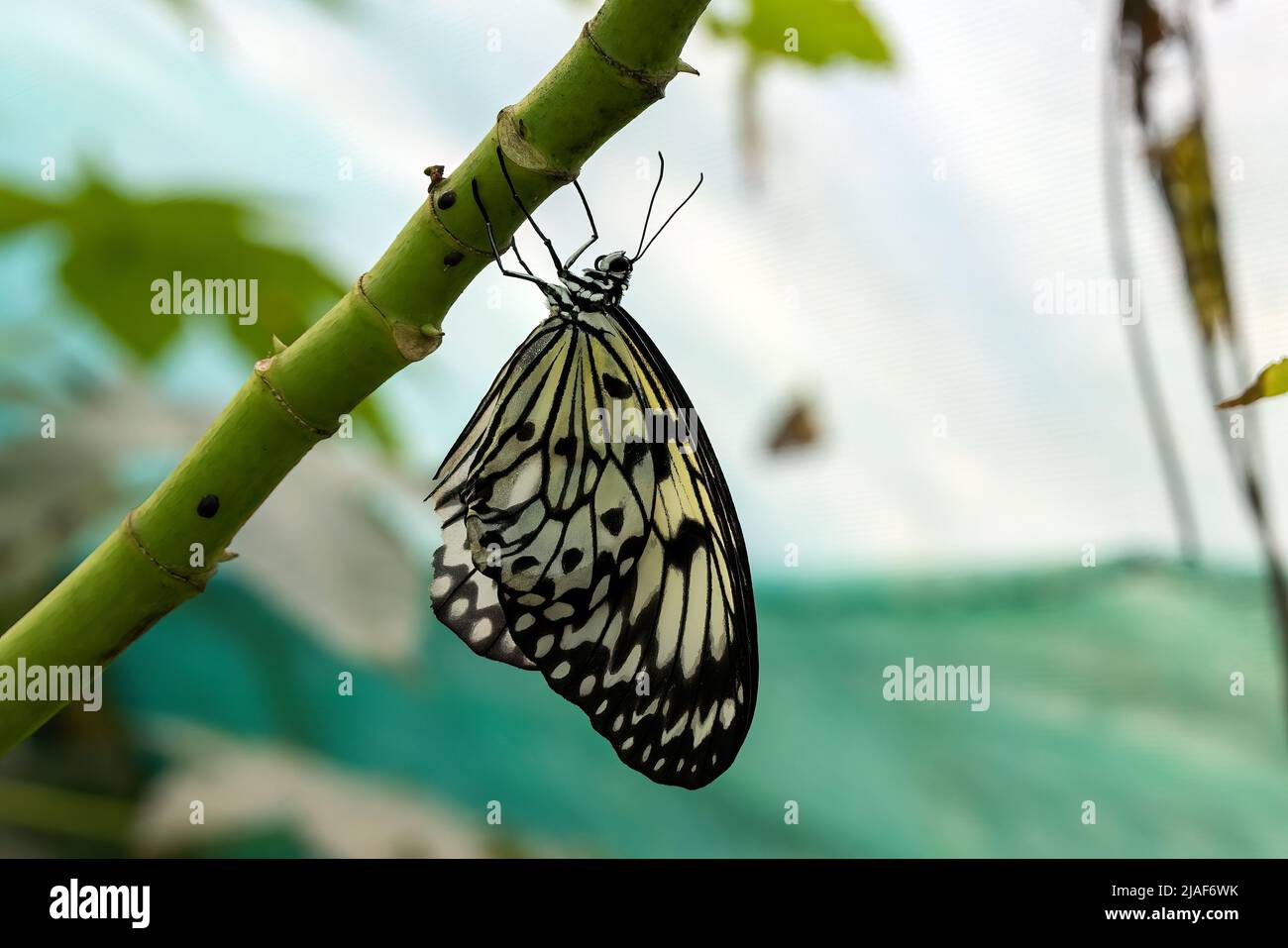 Rice Paper Butterfly also known as Paper Kite Butterfly & White Nymph