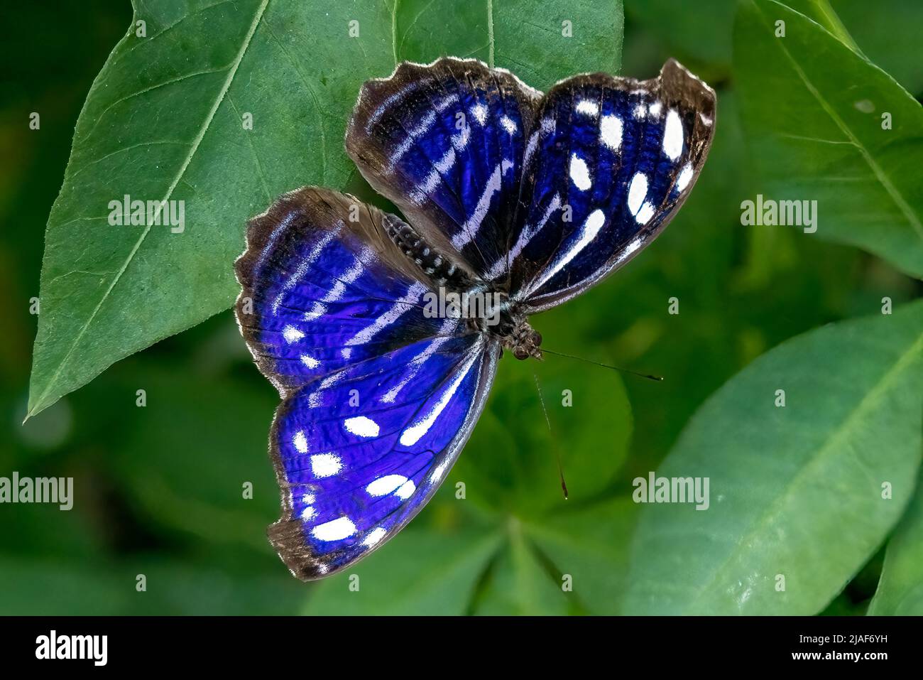 Royal Blue Butterfly, Butterfly Garden, Middleton Common Farm