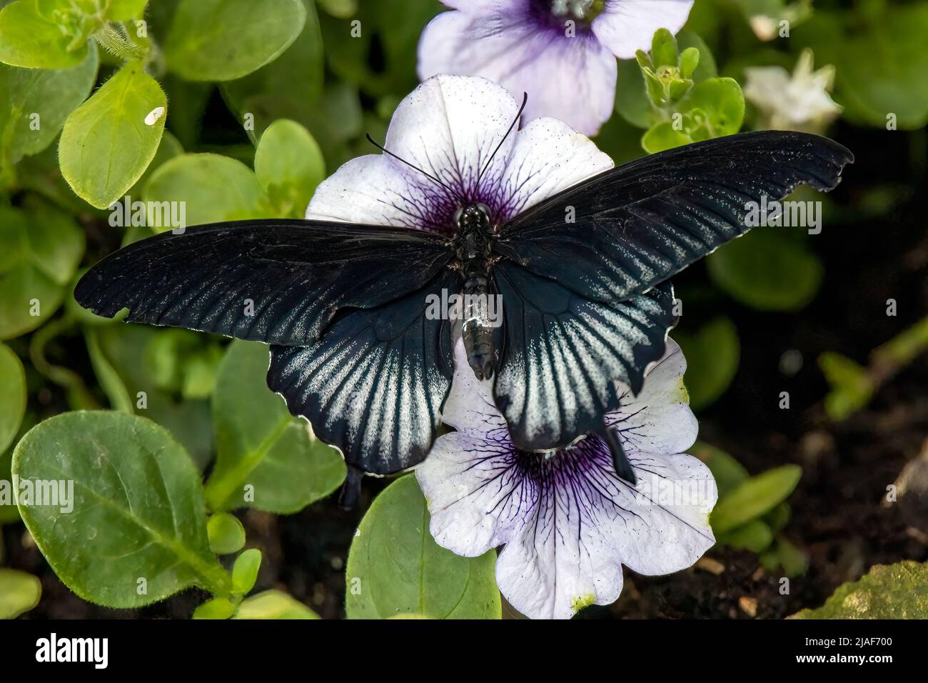 Rumanzovia Swallowtail Butterfly, Butterfly Garden, Middleton Common