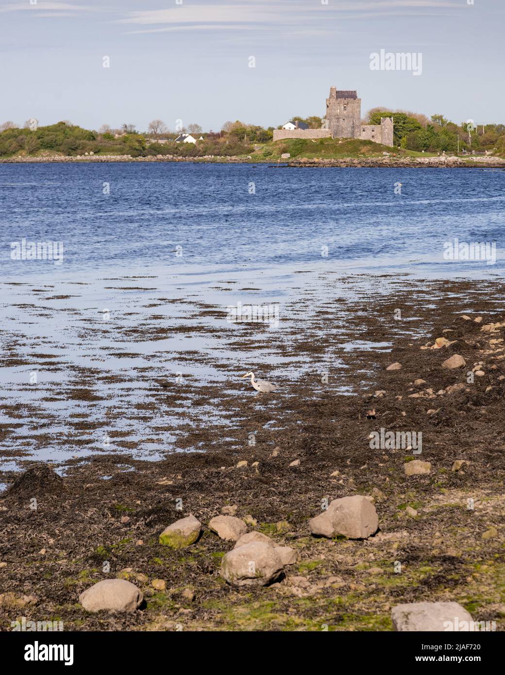 Dunguaire castle, Kinvarra, County Galway, Ireland Stock Photo