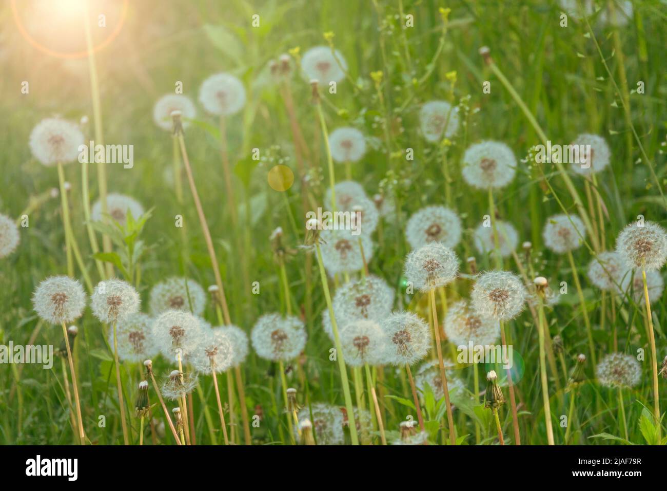 Dandelion and sun flare hi-res stock photography and images - Alamy