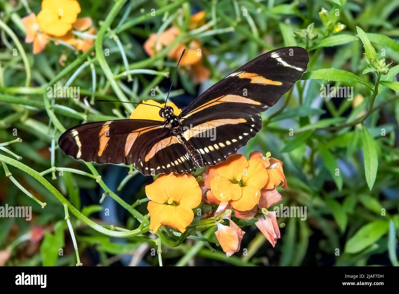 Zebra Longwing Butterfly at Butterfly Garden, Middleton Common