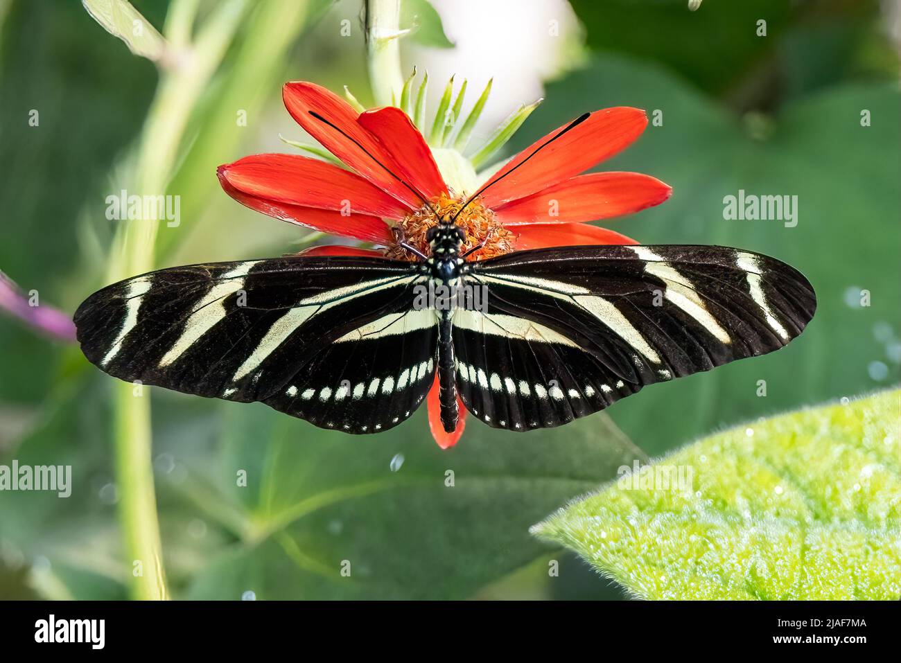 Zebra Longwing Butterfly at Butterfly Garden, Middleton Common