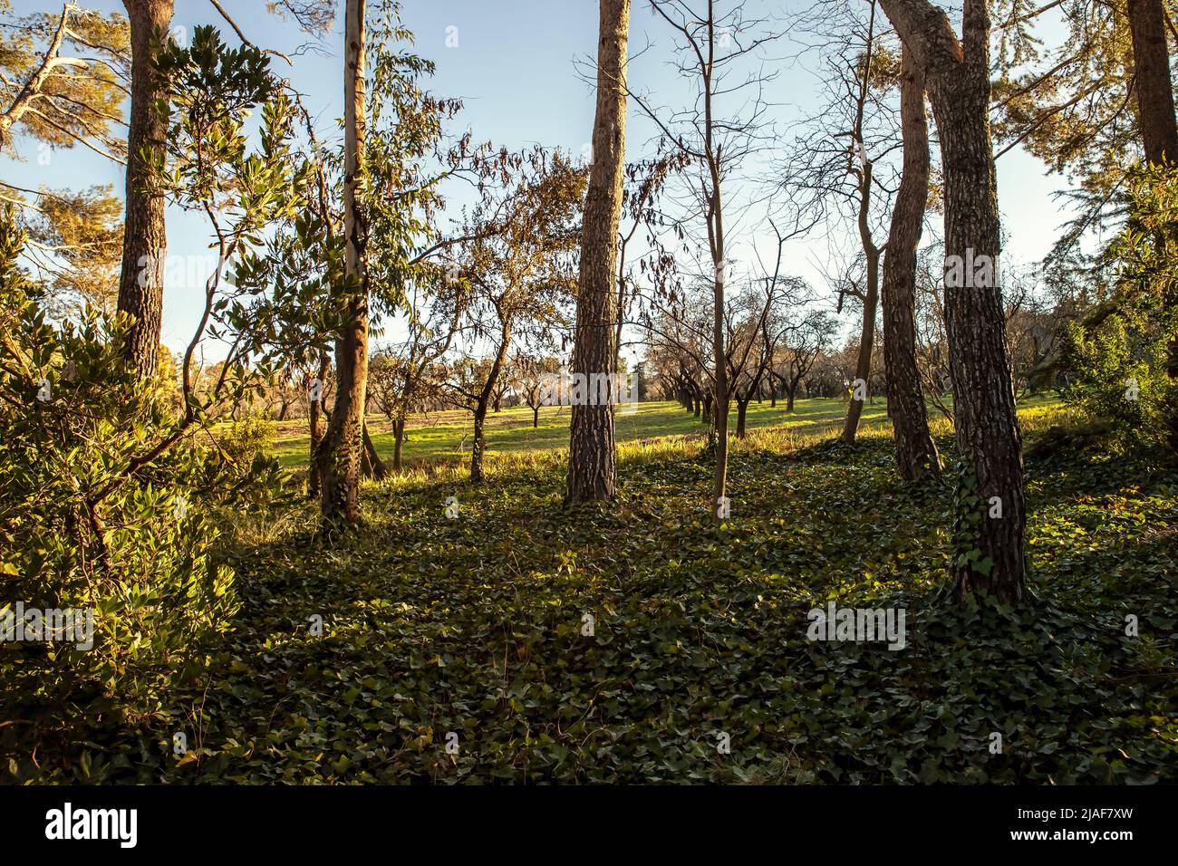 Creepers growing on the ground and trees in the forest Stock Photo Alamy