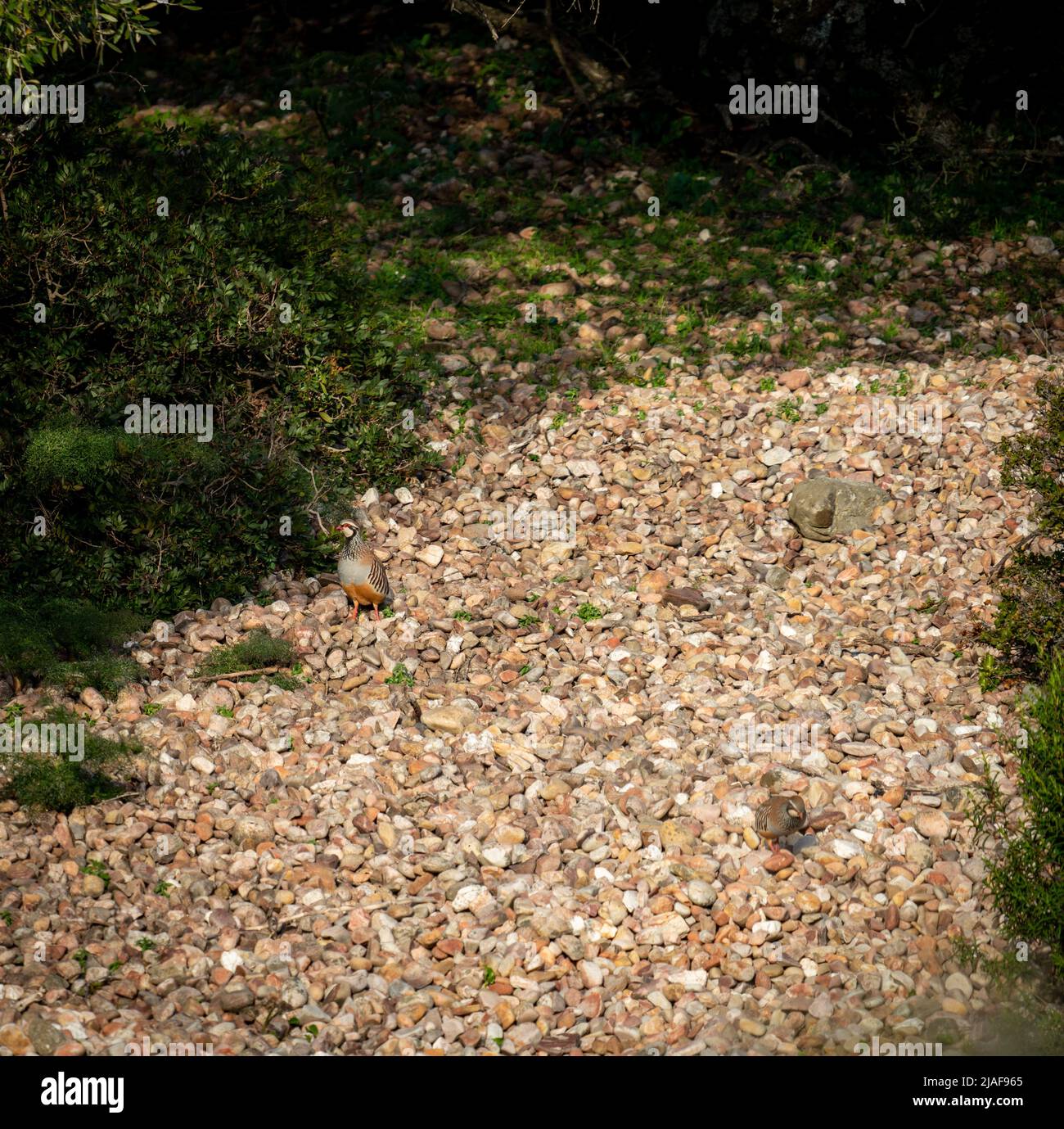 Camouflaged partridges in rocky crags, long shot Stock Photo