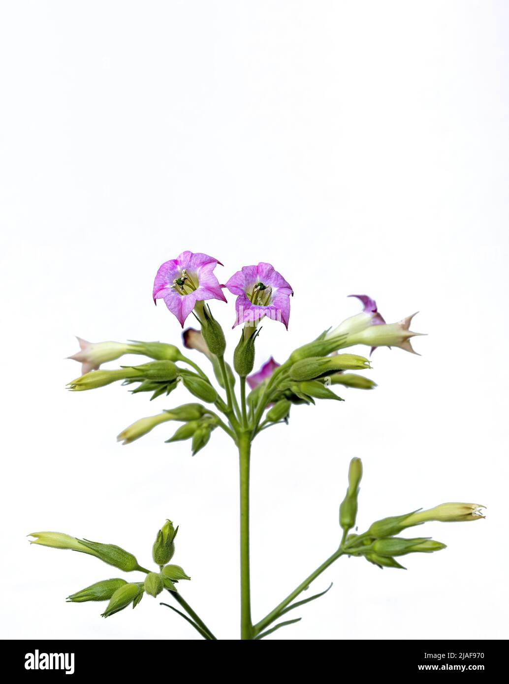 scientific name of tobacco Tobacco nicotiana tabacum hi-res stock photography and images
