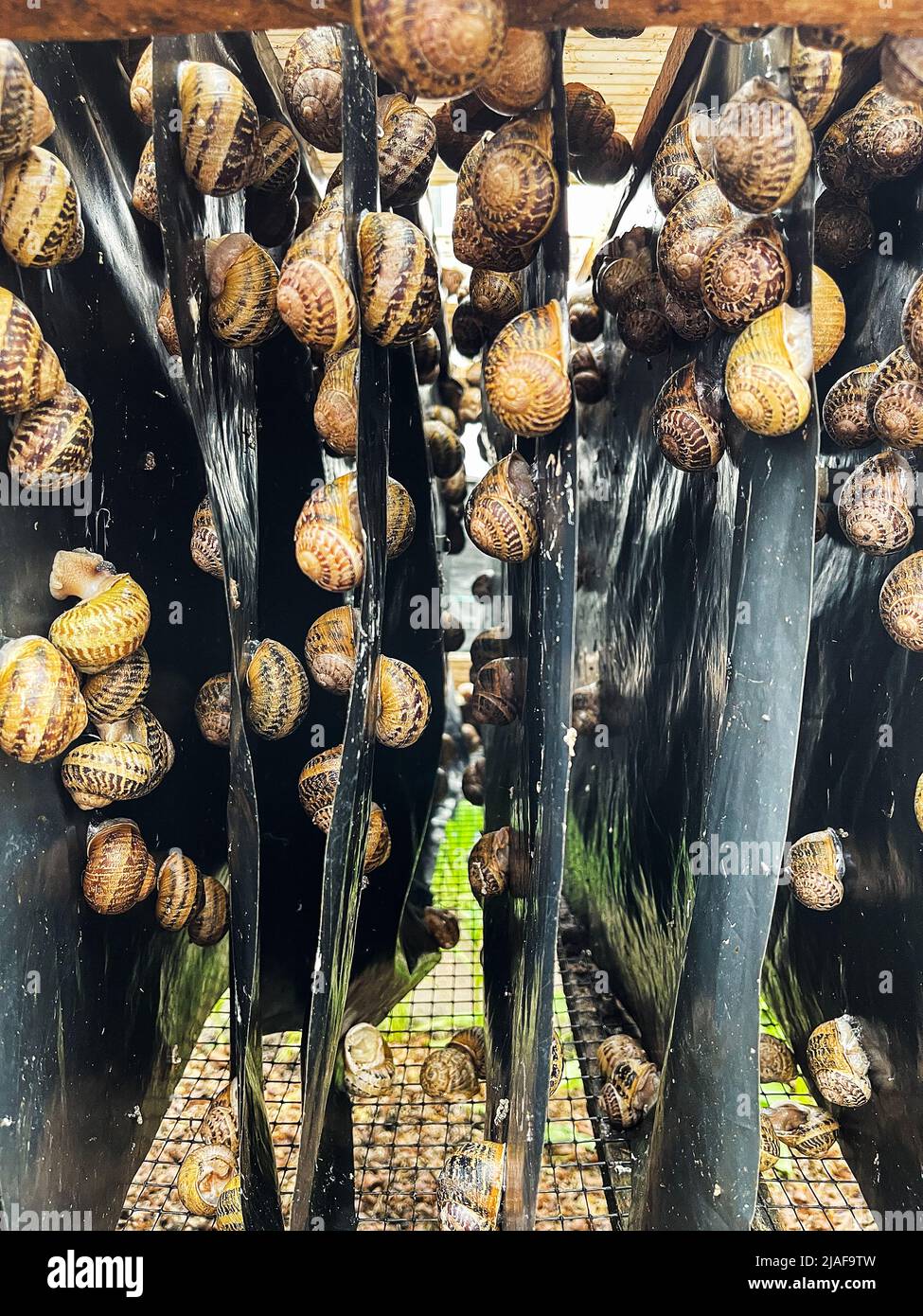 Reproduction table for snail habitation, many slugs on special shelves