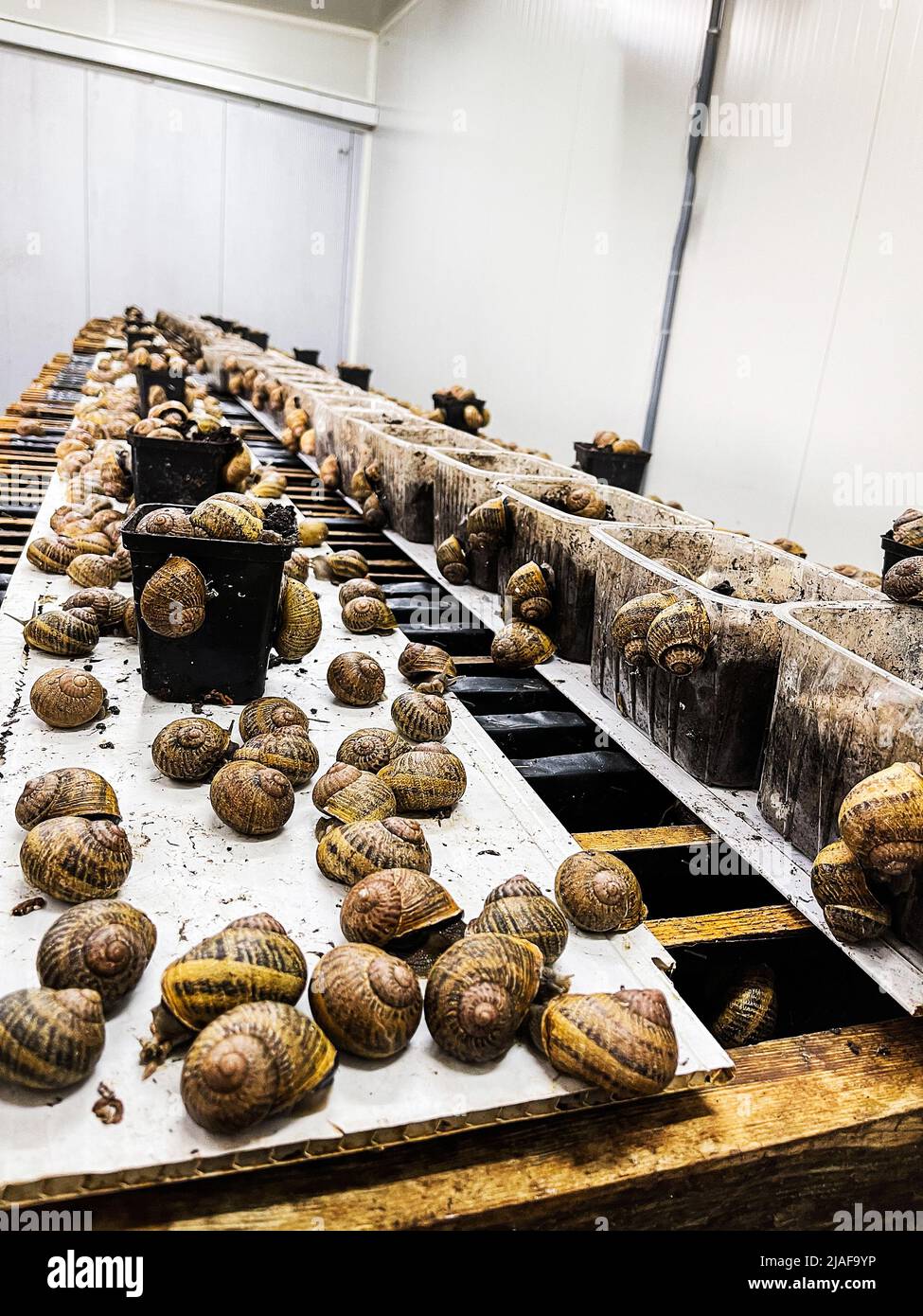 Reproduction table for snail habitation, many slugs on special shelves
