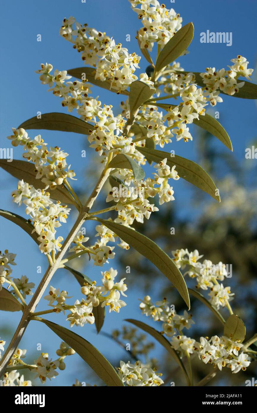 Flowers of olive tree. Lleida, Catalonia, Spain. Stock Photo