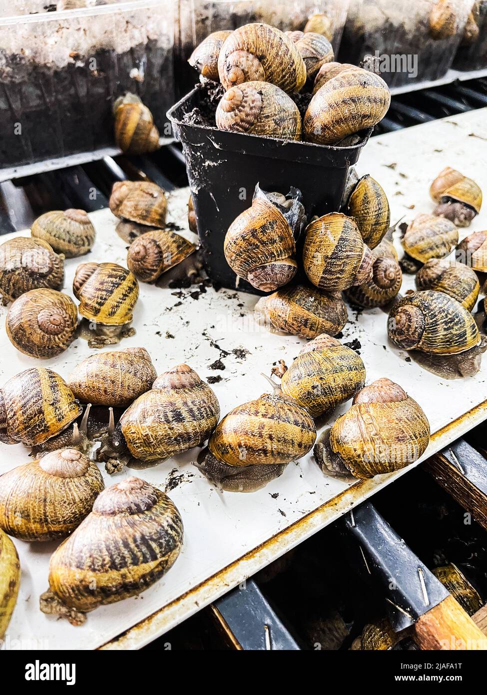 Reproduction table for snail habitation, many slugs on special shelves