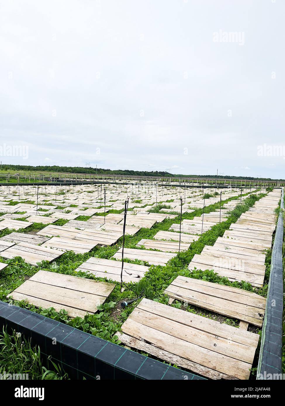 Plantation with wooden structures for snail habitation and greenery for